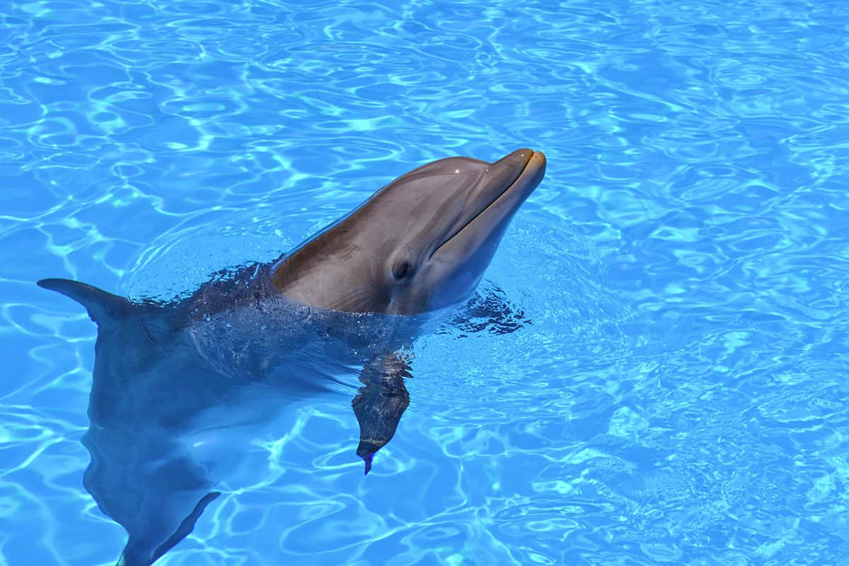 Loro Parque dolphin in Tenerife
