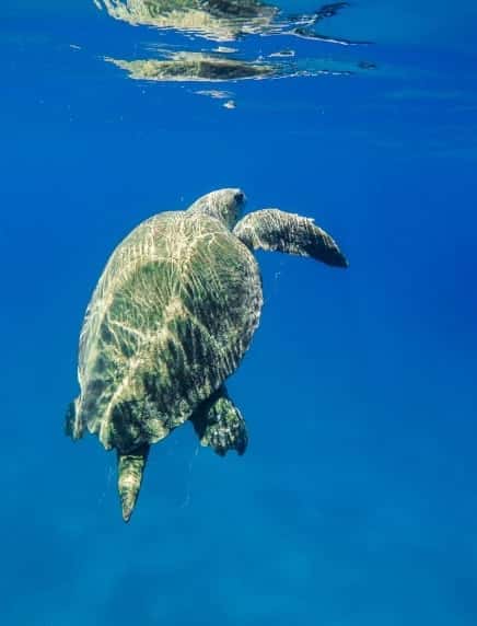 Swimming with local turtles