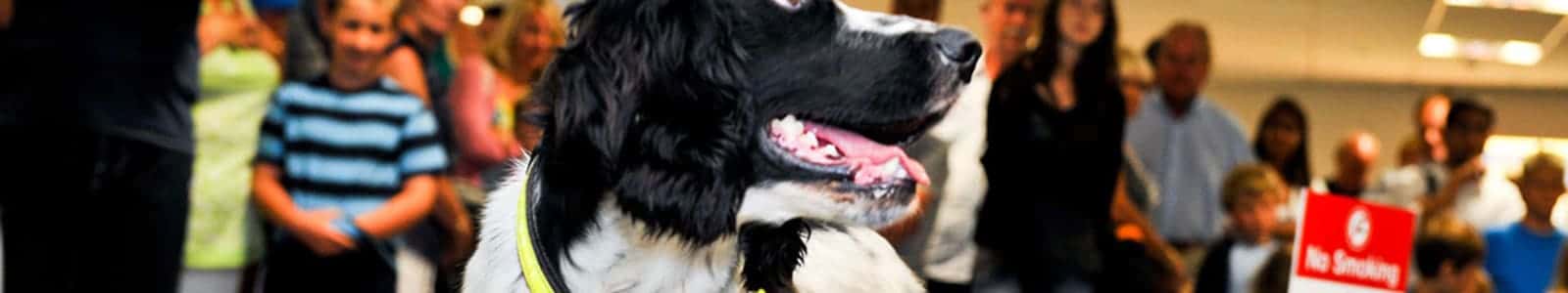 Travelling with Pets