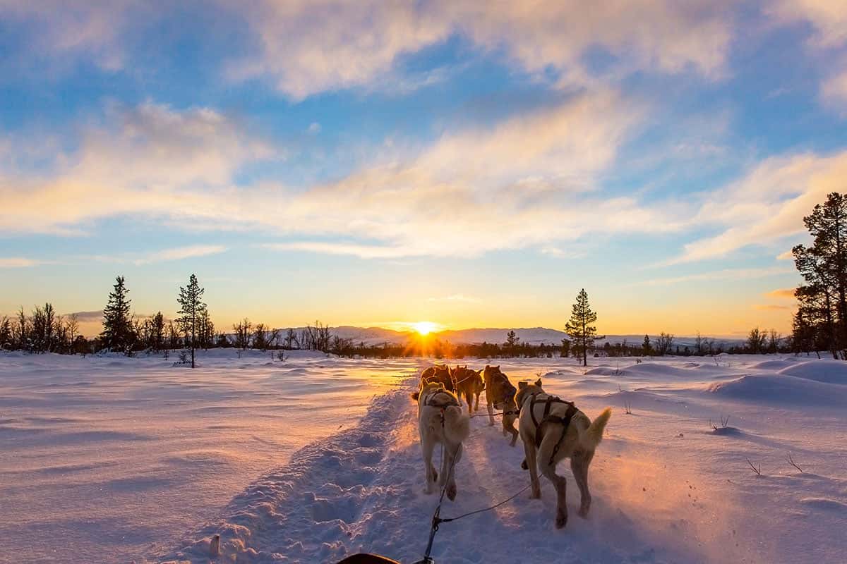 Husky Sledding